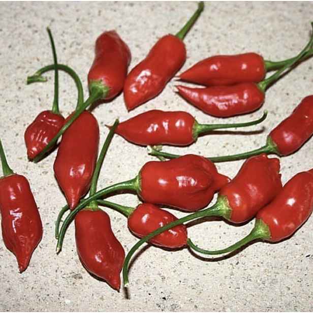 Culina Botanica Paprika pálivá Dong Xuan Market