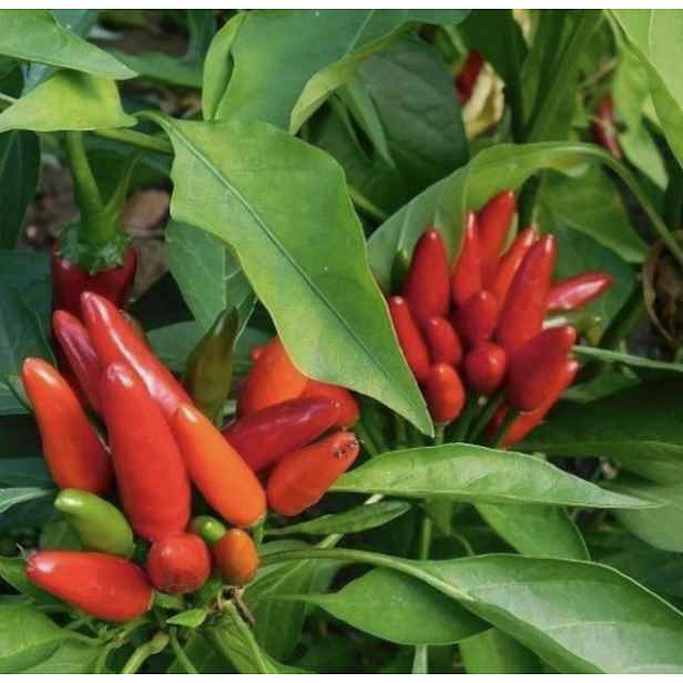 Culina Botanica Paprika pálivá "Little Devil Calabrese"