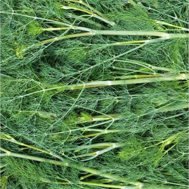 Culina Botanica Kopr vonný "Mamooth" 
