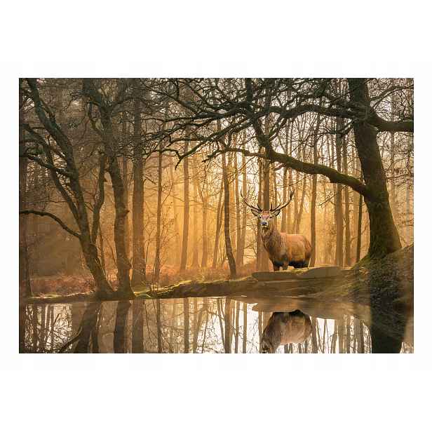 Fototapeta Jelen Les Stromy Příroda Pohled 254x184