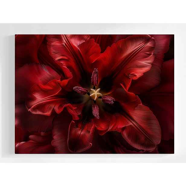 Obraz Na Plátně Canvas Makro Fotografie Květ Červený Tulipán 80x60