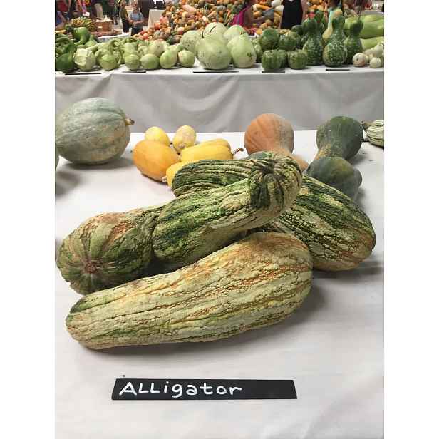 Culina Botanica Dýně Aligator