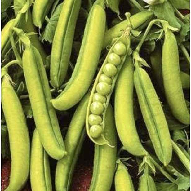 Culina Botanica Hrášek dřeňový "Generoso"