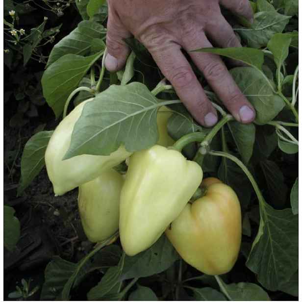 Culina Botanica Paprika Amy
