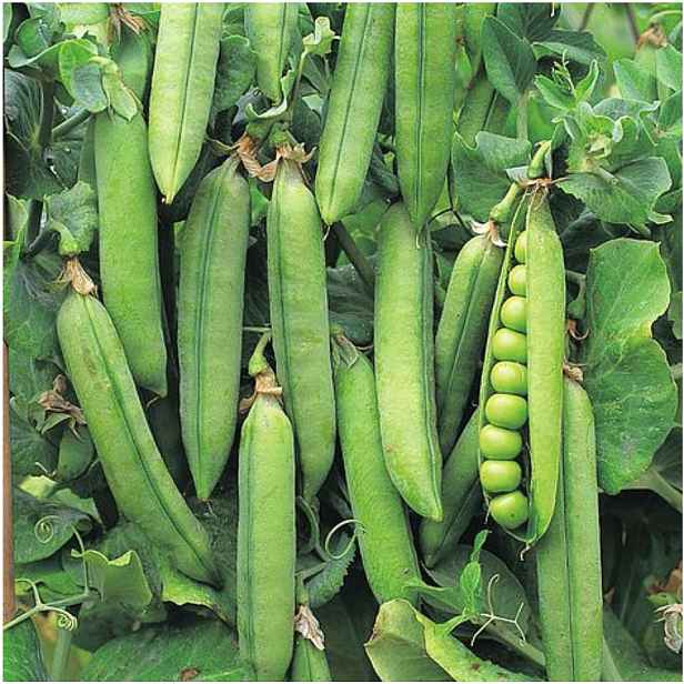 Culina Botanica Hrách pnoucí UTRILLO