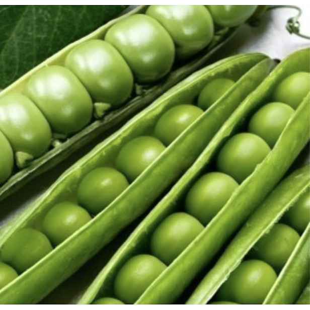 Culina Botanica Hrách keříčkový PICCOLO PROVENZALE