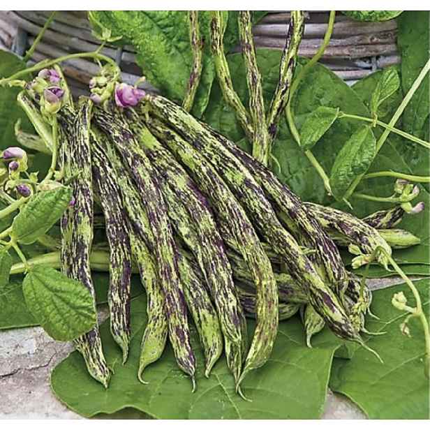 Culina Botanica Fazole tyčková SIGNORA DELLA CAMPAGNA