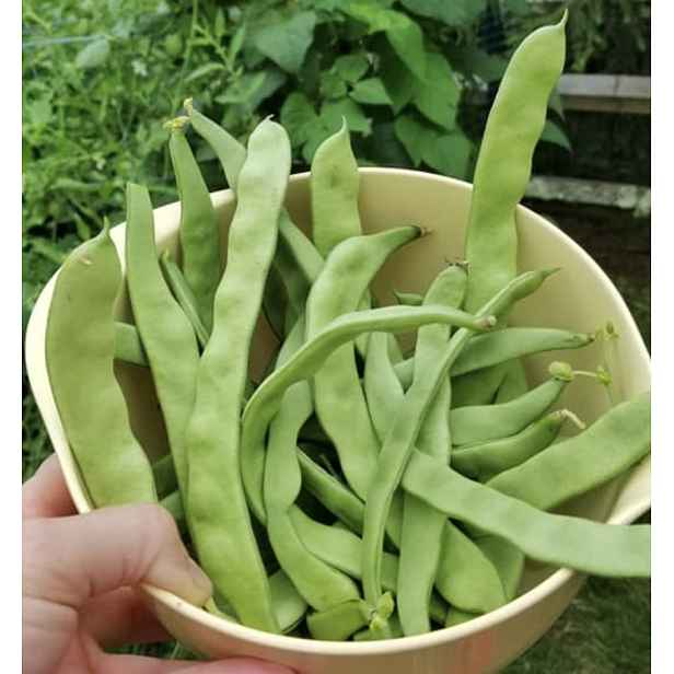 Culina Botanica Fazole pnoucí SMERALDO