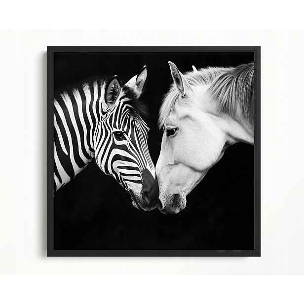 Obraz Rám American Box Portrét Kůň Zebra Bílá Černá Kontrast B&w 60x60