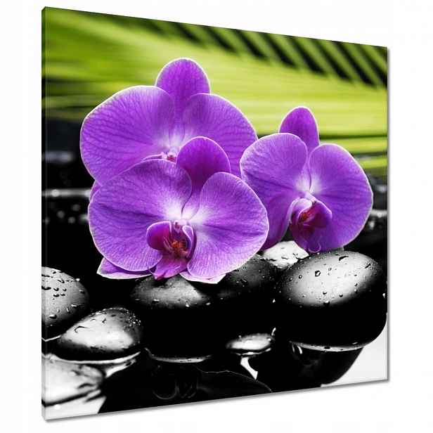 Obrazy 90x90 Fialové orchideje