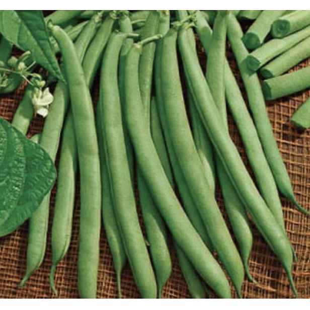 Culina Botanica Fazole keříčková HARVESTER