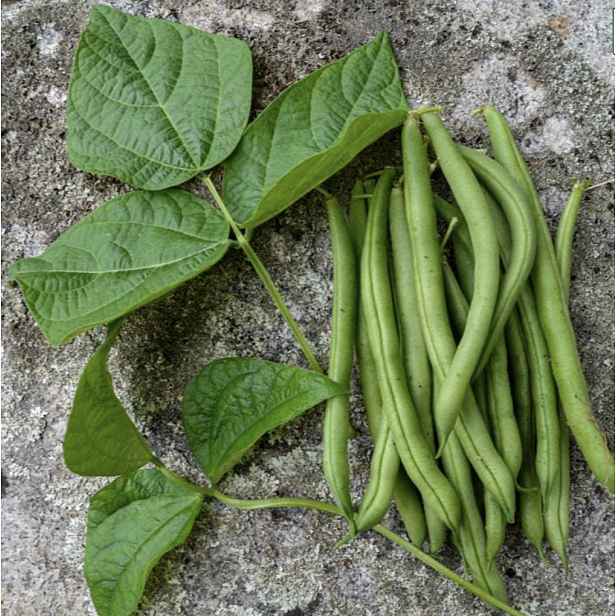 Culina Botanica Fazole keříčková PROVIDER