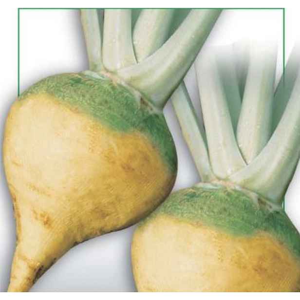 Culina Botanica Tuřín NAVONE GIALLO