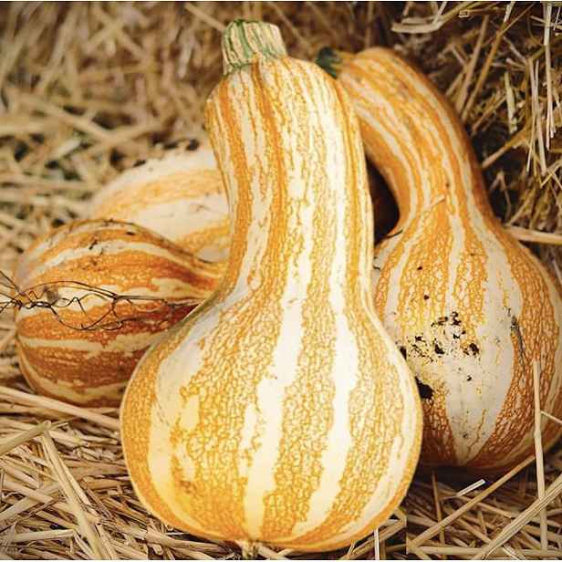 Culina Botanica Dýně Oranžové Kešu / Ceshew Orange Striped