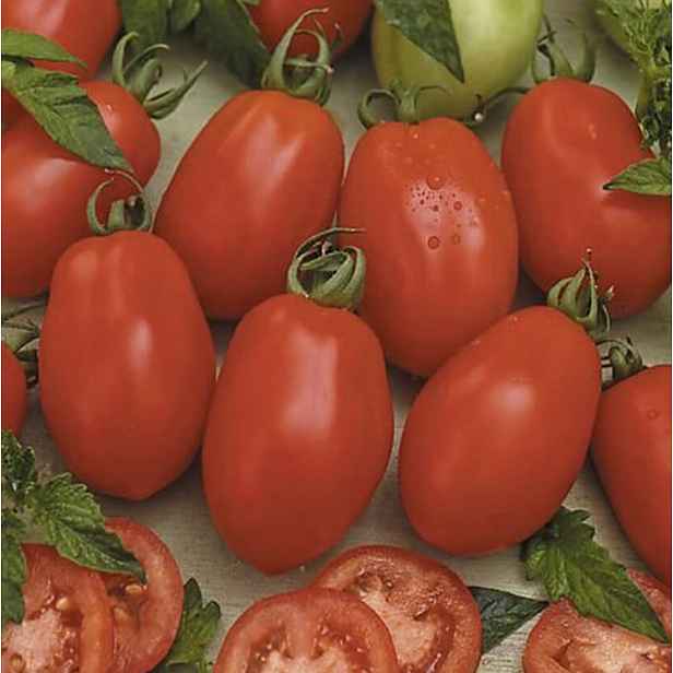 Culina Botanica Rajče keříčkové Missouri