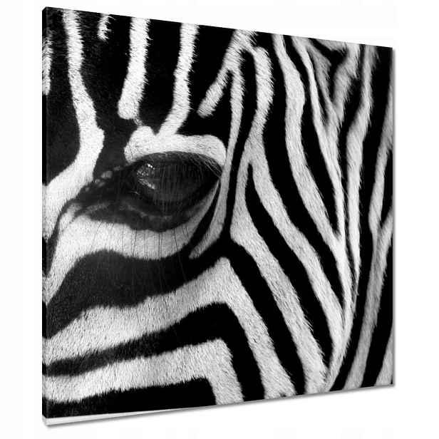Obrazy 80x80 Černobílé pruhy Zebra
