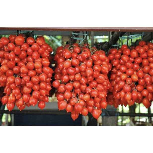 Culina Botanica Rajče keříčkové Fiaschetto