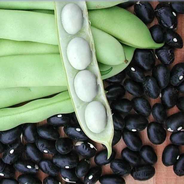 Culina Botanica Bob zahradní Coco Noir