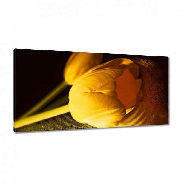 Obrazy 115x55 Žluto-zlatý tulipán