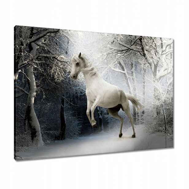 Obrazy 80x60 Bílý rumák