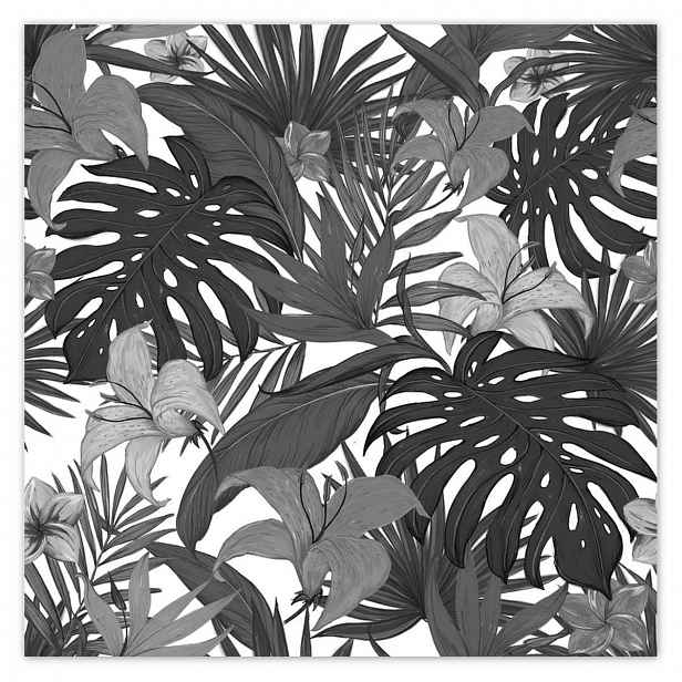 Fototapety 208x208 Černobílá monstera