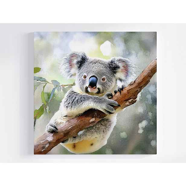 Obraz Na Plátně Canvas Fauna Příroda Austrálie Medvídek Koala 50x50