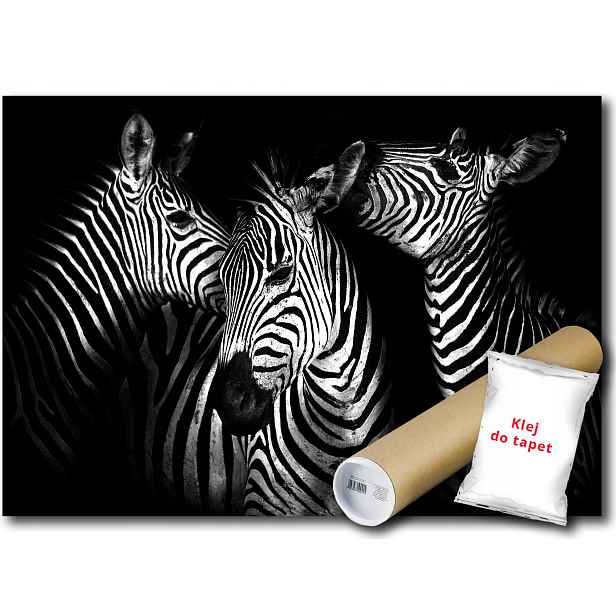 Fototapeta Zebra ZEBry 12C V8 368x254 F11761
