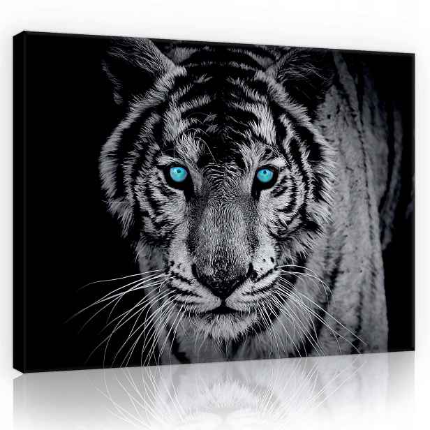 Obraz 80x60 Bílý tygr – Síla pohledu Realismus a elegance