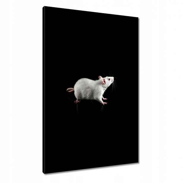 Obrazy 60x90 Bílá malá myš