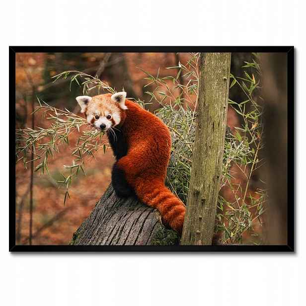Plakáty v rámu 70x50 Pandka rudá panda malá panda červená menší
