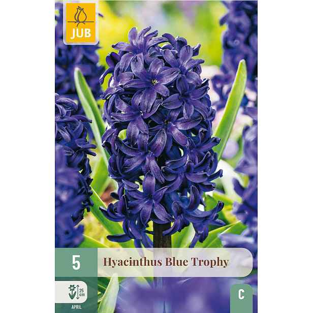 Hyacint Blue Trophy 5 ks