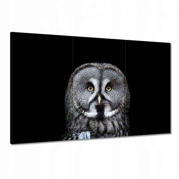 Obrazy 120x80 Velká šedá sovička