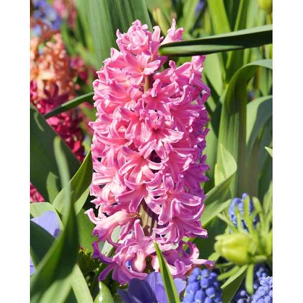 Hyacint Pink Pearl 5 ks