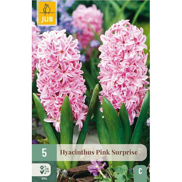 Hyacint Pink Surprise 5 ks