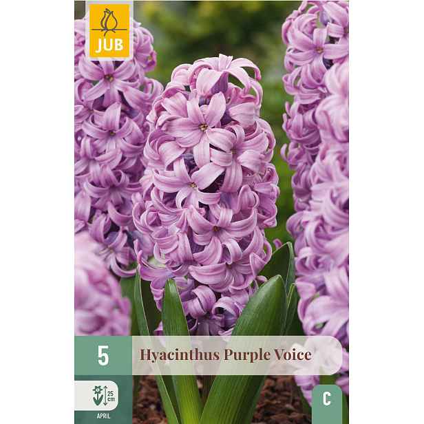 Hyacint Purple Voice 5 ks