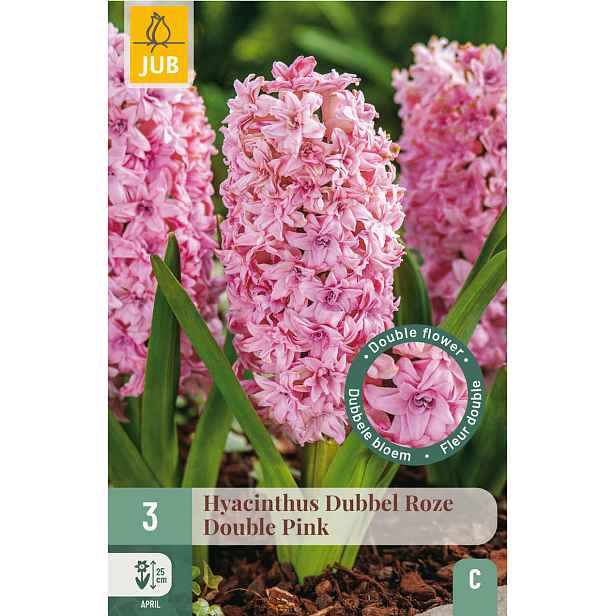 Hyacint Double Pink 3 ks