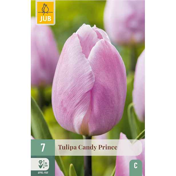 Tulipán Candy Prince 7 ks