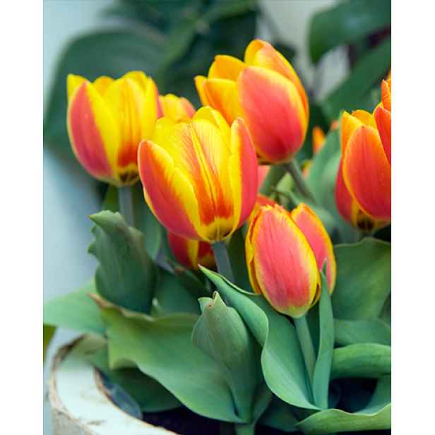 Tulipán Flair 7 ks