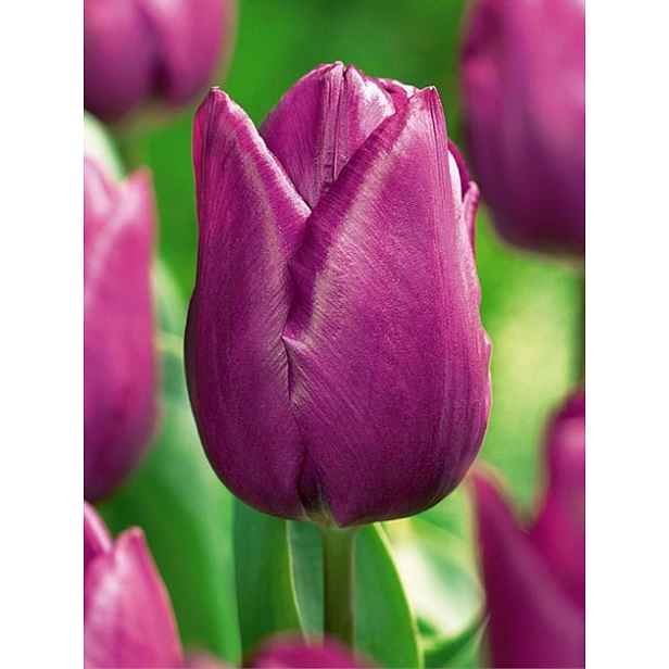 Tulipán Purple Prince 7 ks