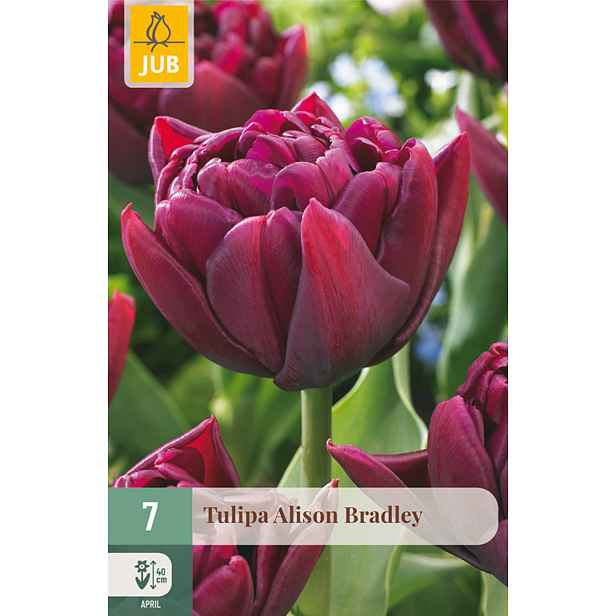 Tulipán Alison Bradley 7 ks