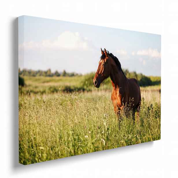 Fotografie na plátně Kůň na louce příroda prémiová dekorace 70x50 cm