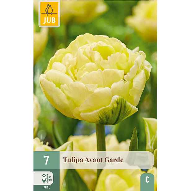 Tulipán Avant Garde 7 ks