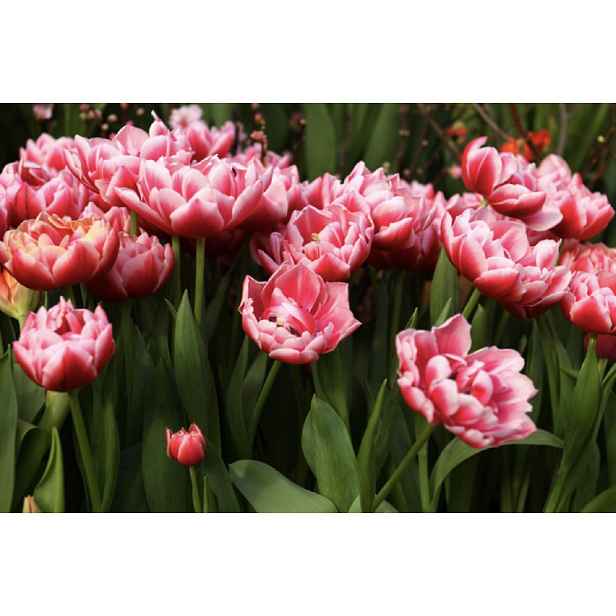 Tulipán Columbus 7 ks