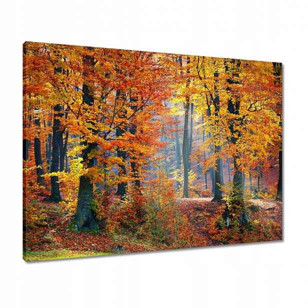 Obrazy 80x60 Zlatý podzim