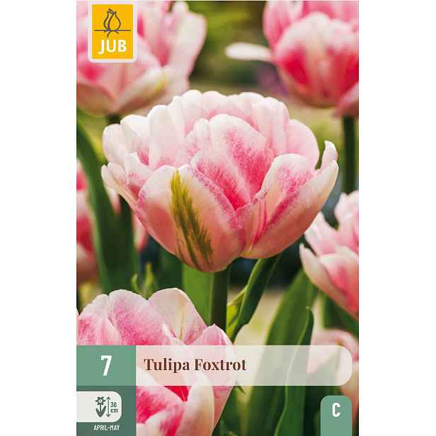 Tulipán Foxtrot 7 ks