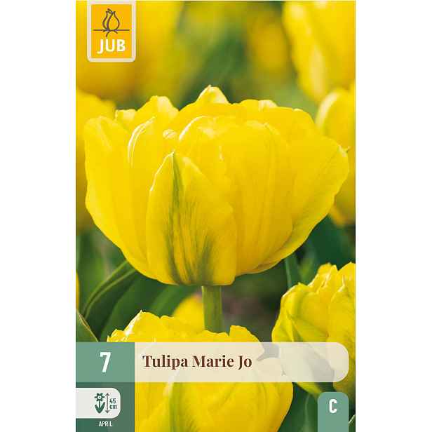 Tulipán Marie Jo 7 ks