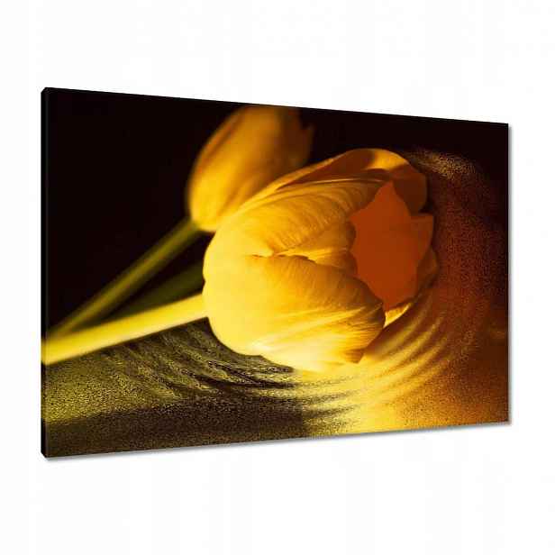 Obrazy 100x70 Žluto-zlatý tulipán
