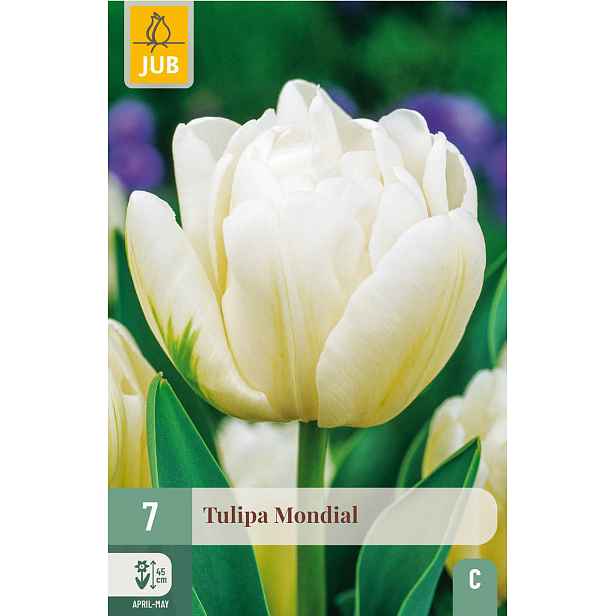 Tulipán Mondial 7 ks