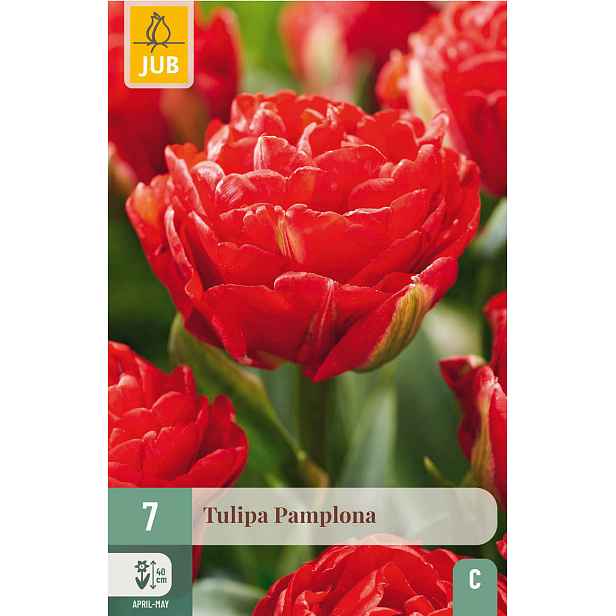 Tulipán Pamplona 7 ks