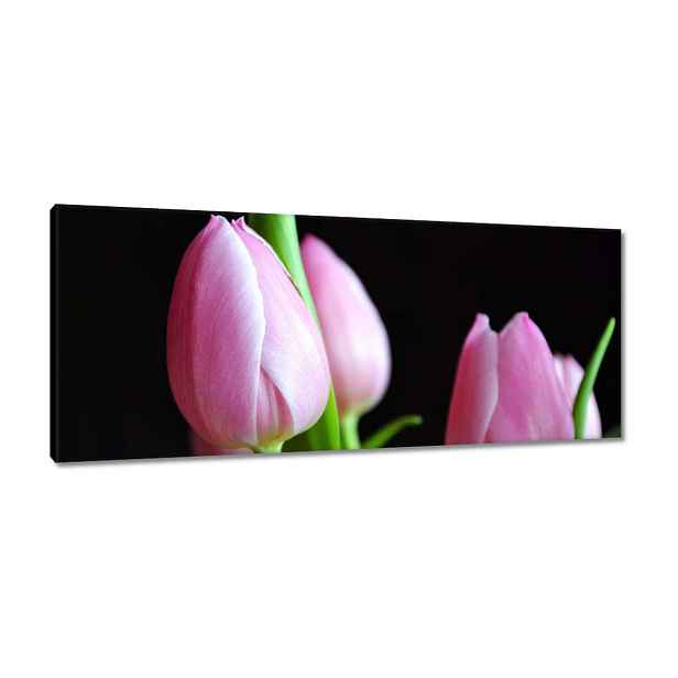 Obrazy 100x40 Fialové tulipány